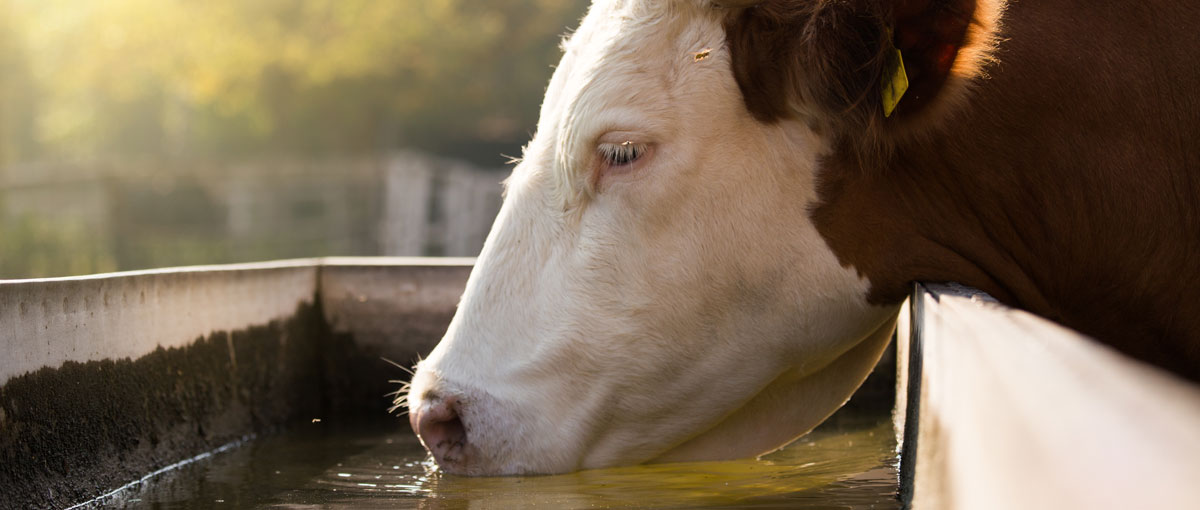 Better water quality for animals provides greater well-being